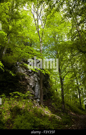 Reutlinger Wald Stockfoto