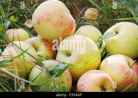 Frische Äpfel in Rasen Stockfoto