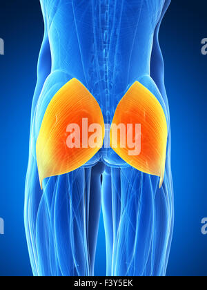 3D gerenderten Illustration - Gluteus maximus Stockfoto