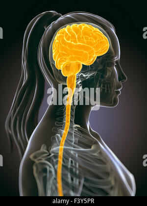 3D gerenderte Darstellung des weiblichen Gehirns Stockfoto