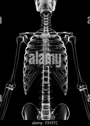 medizinische Illustration des Brustkorbes Stockfoto