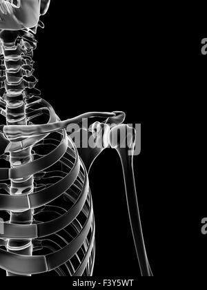 medizinische Illustration der Schulter Stockfoto