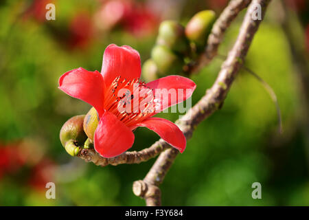 Die Blüten der Ceiba Baum Stockfoto