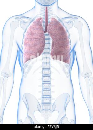 3D gerenderte Darstellung der männlichen Lunge Stockfoto