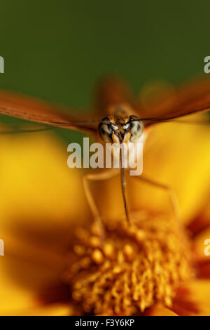 Orange Schmetterling auf einer Blume in der Sonne Stockfoto