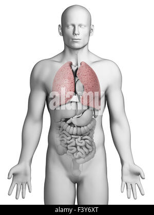 3D gerenderten Illustration - männliche Lunge Stockfoto