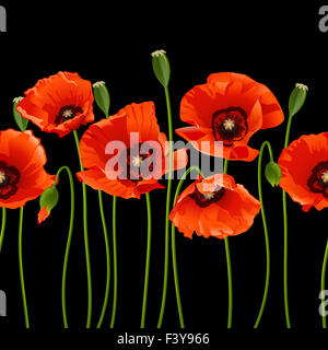 Rote Mohnblumen in einer Reihe. Stockfoto