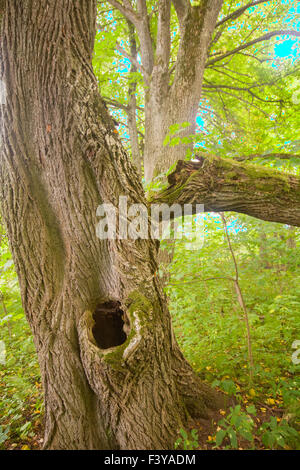 alte Linde mit einer Mulde in einem Koffer Stockfoto