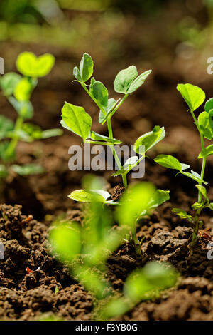 Erbsenpflanzen Stockfoto