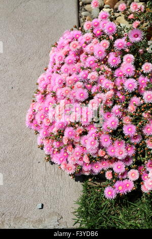 Rosa Schwein Gesicht Blumen oder Mesembryanthemum, Eis Pflanze blüht, Livingstone Gänseblümchen in voller Blüte Stockfoto