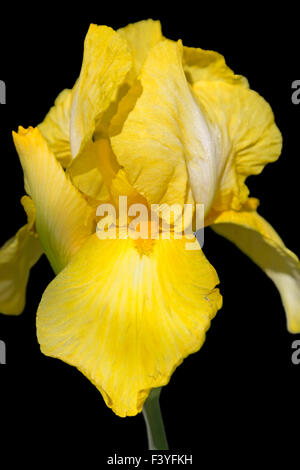Gelbe Iris Blume isoliert auf schwarz Stockfoto
