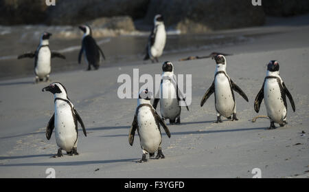 Jackass Pinguin (Spheniscus Demersus) Stockfoto