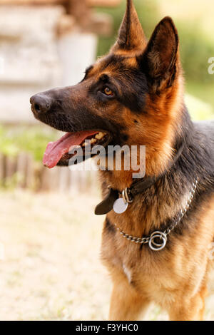 Foto von einem freundlichen Deutscher Schäferhund Stockfoto