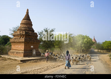 Herde von Ziegen, Bagan, Myanmar, Asien Stockfoto