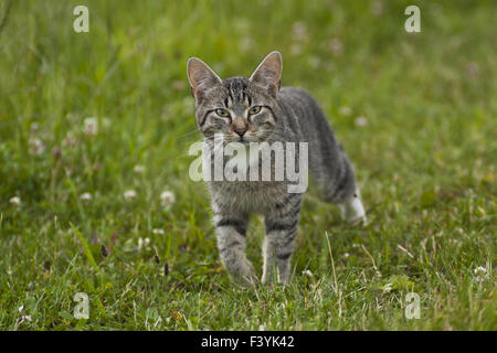 Katze Stockfoto