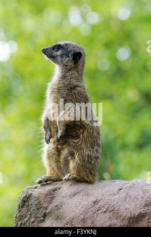 Meerkat steht auf dem Felsen mit grünem Hintergrund Stockfoto