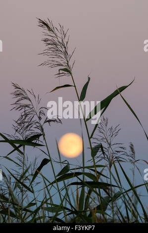 Vollmond erhebt sich über dem Schilf Stockfoto