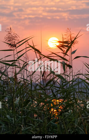 Rosafarbener Sonnenaufgang über dem See und Schilf Stockfoto