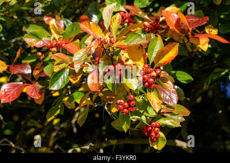 Rote Beeren oder Pomes auf dem firethorn-Strauch Stockfoto