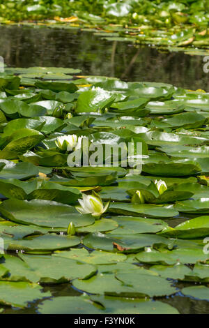 Seerose Stockfoto