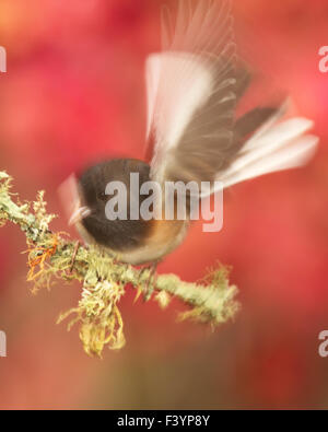 Eine Unschärfe der Bewegung von einem Junco auf einen schönen Barsch. Stockfoto