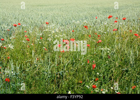 Hafer-Feld mit wilden roten Mohnblumen Stockfoto