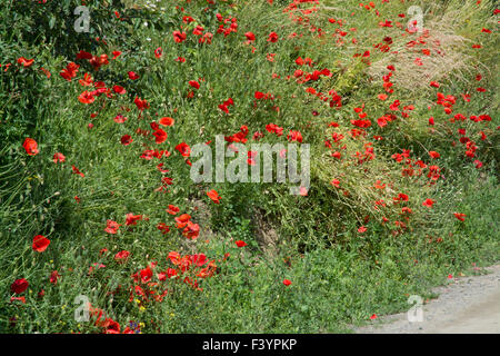 Wilder Mohn und Himmel Stockfoto