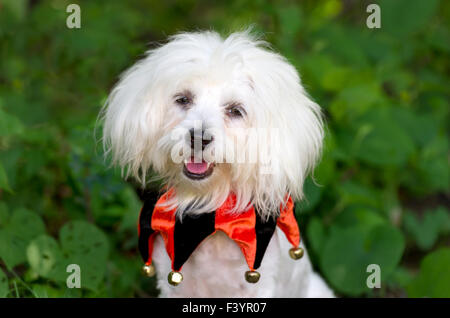 Halloweenkostüm-Hund ist ein lustig aussehende niedlichen weißen Hund alle gekleidet für Trick oder behandelt. Stockfoto