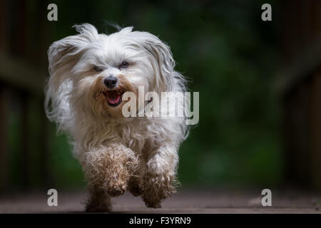 Hund läuft auf die Kamera Stockfoto
