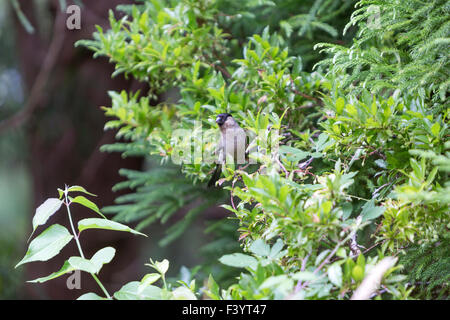 Die Azoren Gimpel Verzehr von Beeren oder lokal Priolo, ist eine vom Aussterben bedrohte passerine Vogel in der wahren Finch-Familie. Stockfoto