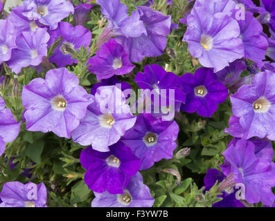 Violette Petunien Stockfoto