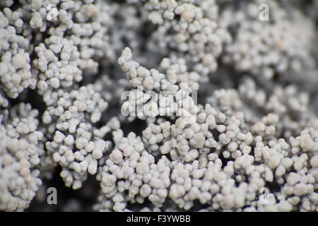 Makrowelt polar Pflanzen die weißen tot trocken. Stockfoto