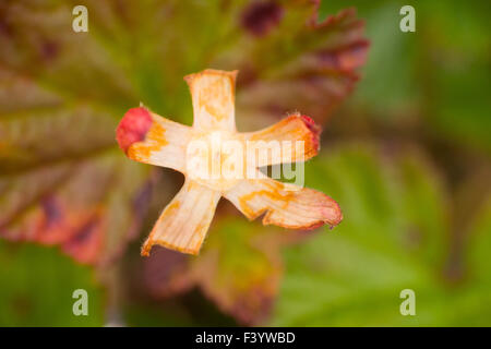 Moltebeeren Pflanze Sommer polar Makro Stockfoto