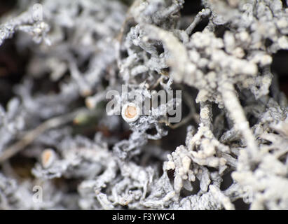 Makrowelt polar Pflanzen die weißen tot trocken. Stockfoto