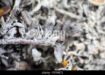 Makrowelt polar Pflanzen die weißen tot trocken. Stockfoto