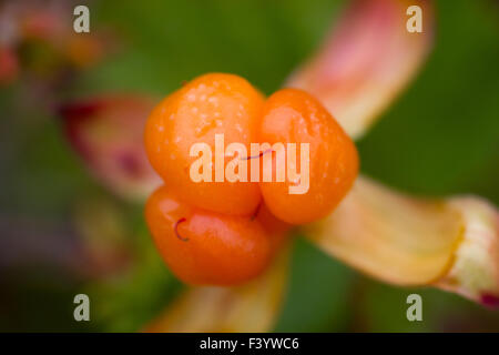 Berry Moltebeeren Sommer polar Pflanzen Makro Stockfoto