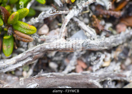 Makrowelt polar Pflanzen die weißen tot trocken. Stockfoto