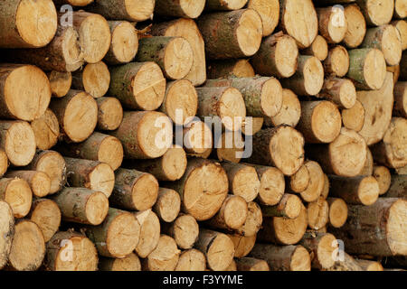 Foto einer Protokollierung Website im Wald Stockfoto