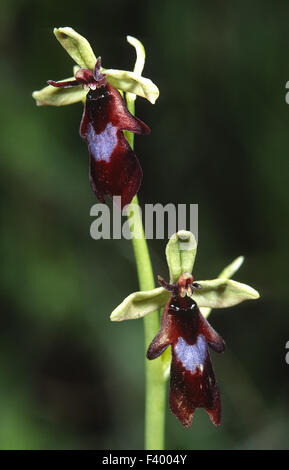 Ophrys insectifera Stockfoto