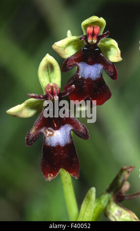 Orchidee Ophrys insectifera Stockfoto