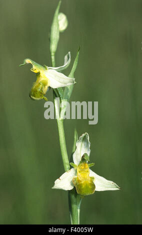 Orchidee Ophrys Apifera varietaet Stockfoto