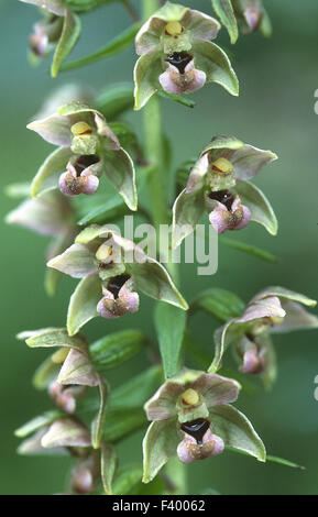 Orchidee Epipactis helleborine Stockfoto