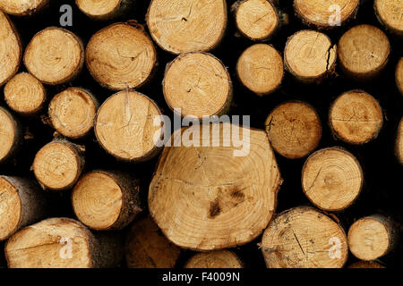 Foto einer Protokollierung Website im Wald Stockfoto