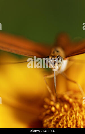 Orange Schmetterling auf einer Blume in der Sonne Stockfoto