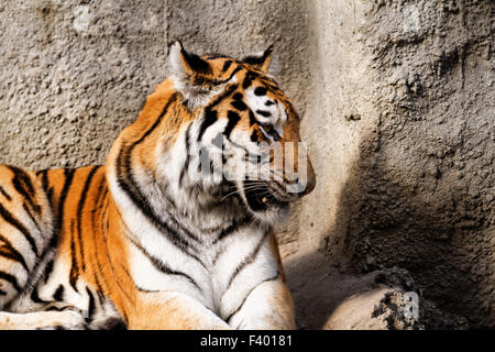 Die Tiger-Mama im Zoo - sonnige Foto Stockfoto