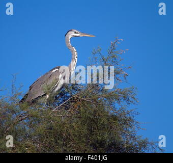 Junge graue Reiher, Ardea cinerea Stockfoto