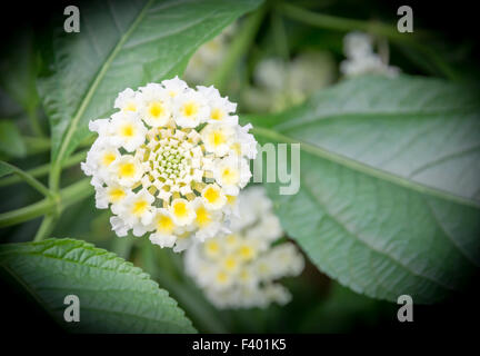 Wildtyp-Eisenkraut Stockfoto