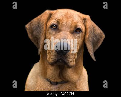 ein Hund namens Booo Stockfoto