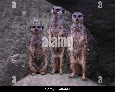 sind wir auf dem Mond? Stockfoto