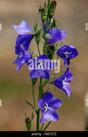 Glockenblume; Campanula Persicifolia; Stockfoto